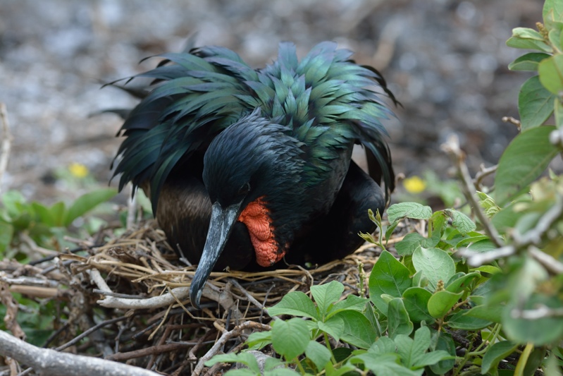 Grote fregatvogel